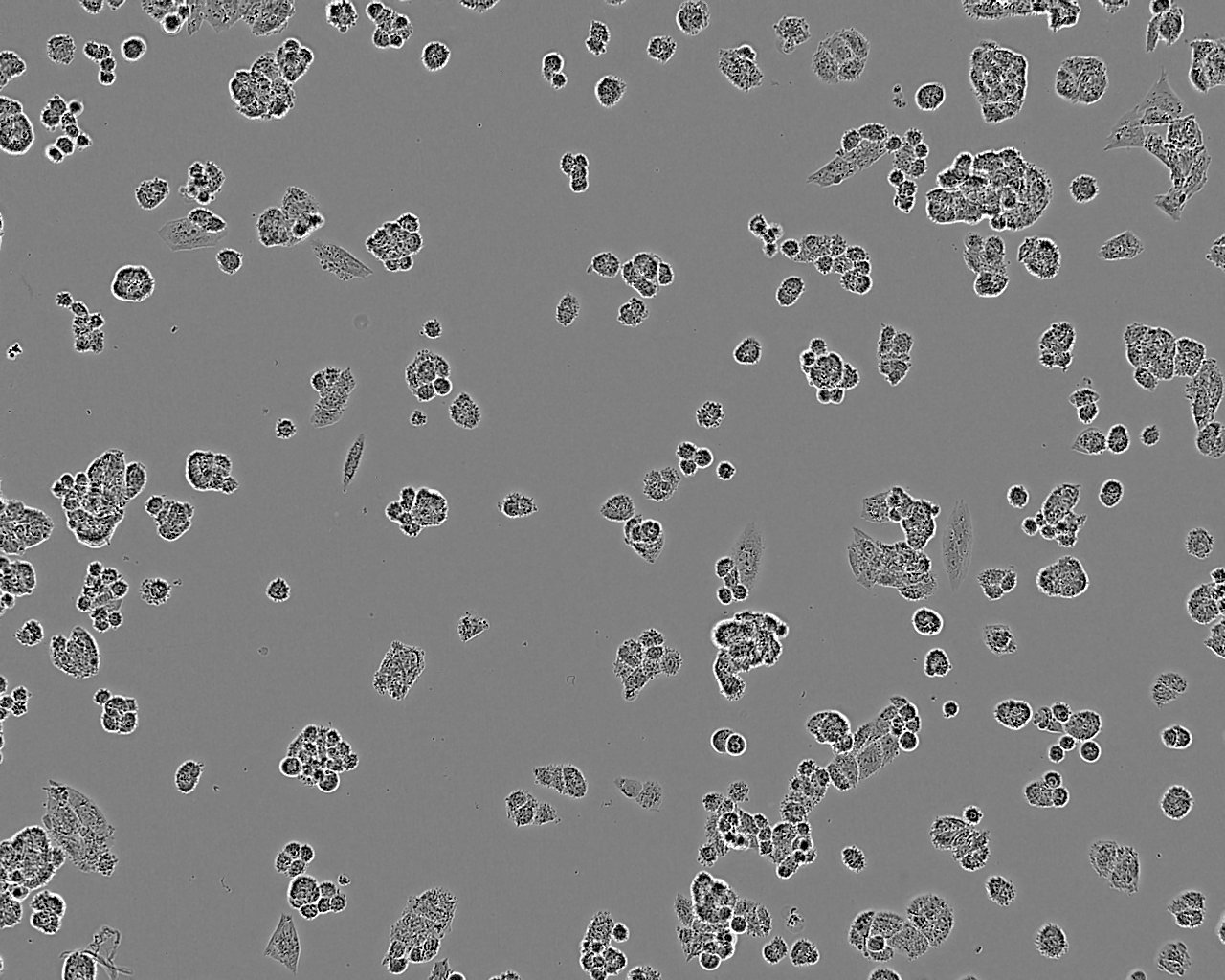 A2780 人卵巢癌细胞