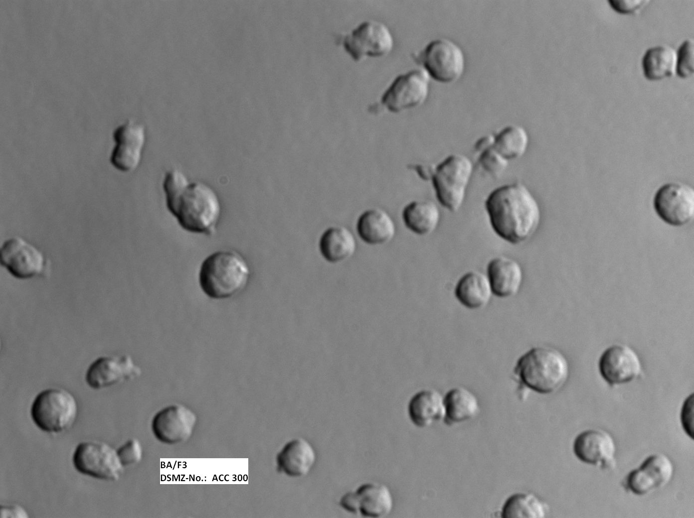 BA/F3 小鼠原B细胞