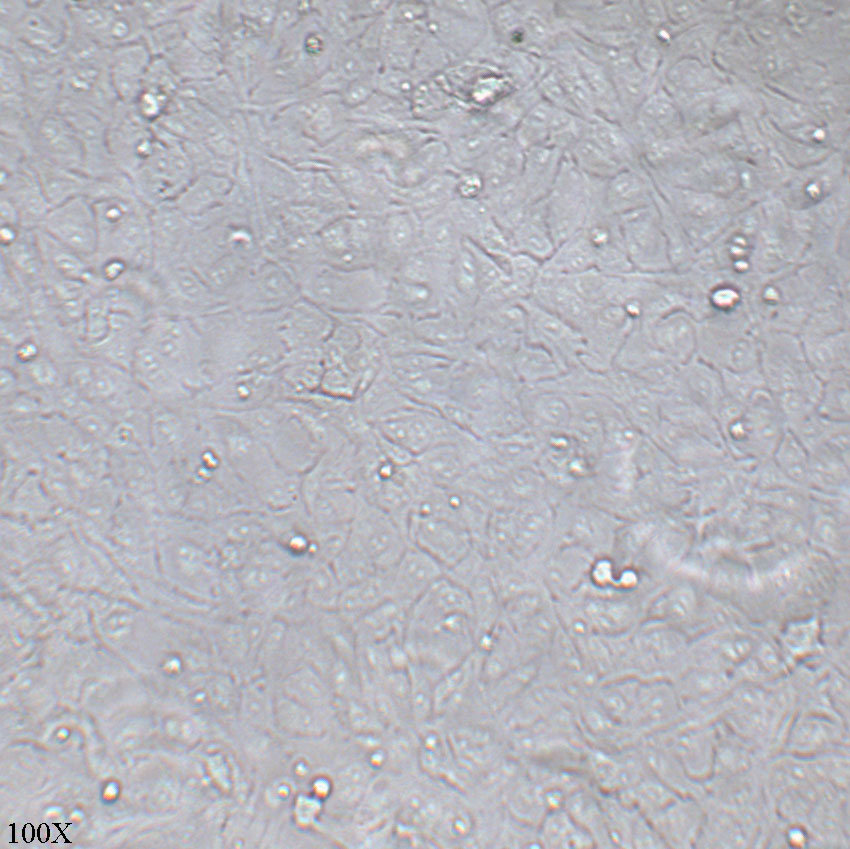 ARPE-19 人视网膜上皮细胞