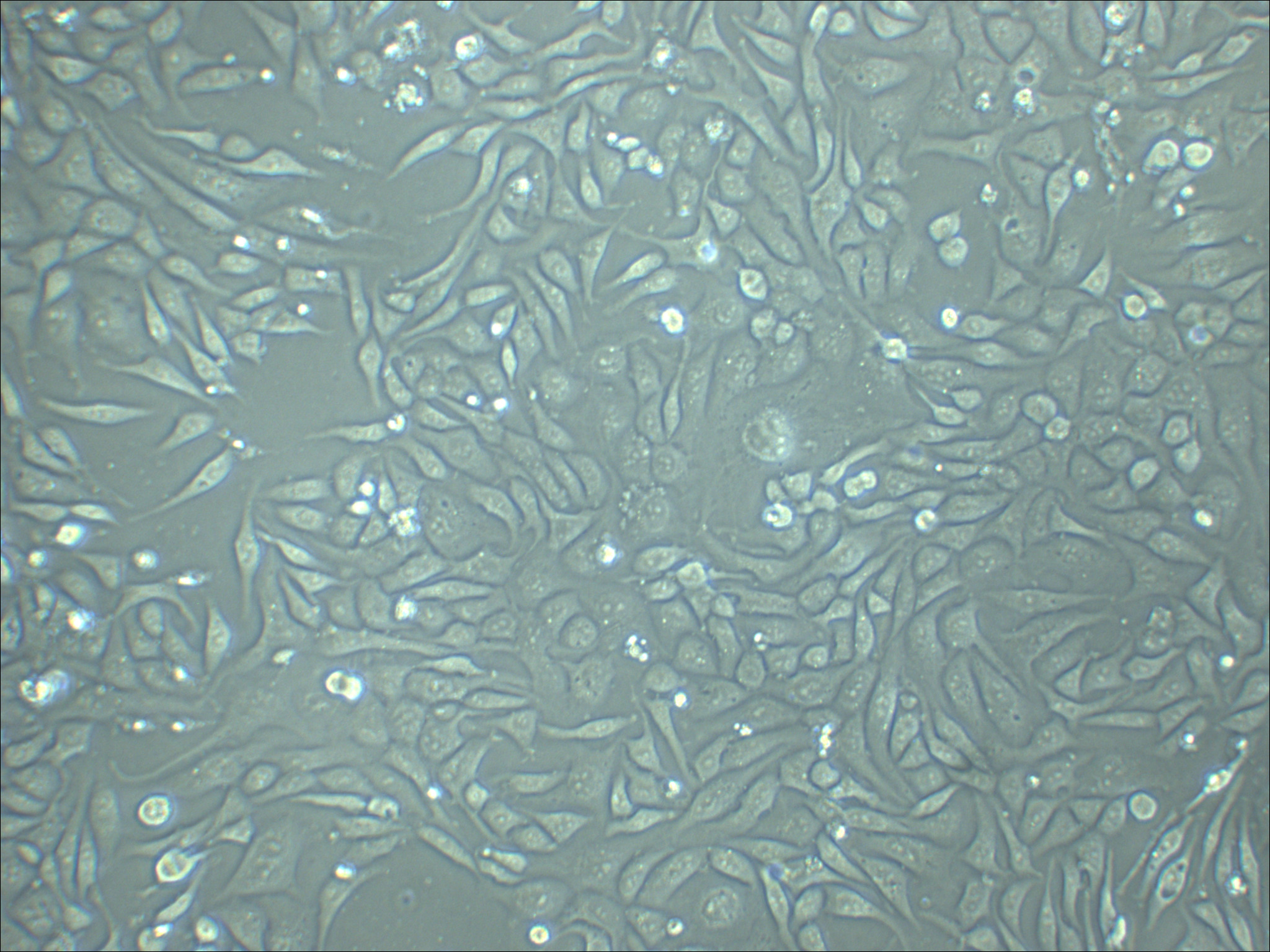 Het-1A 人食管上皮细胞