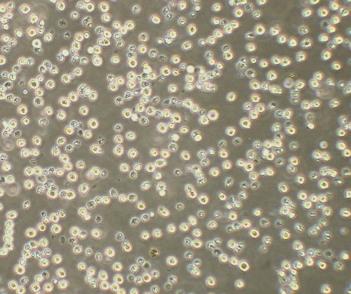 MV-4-11 人髓性单核细胞白血病细胞