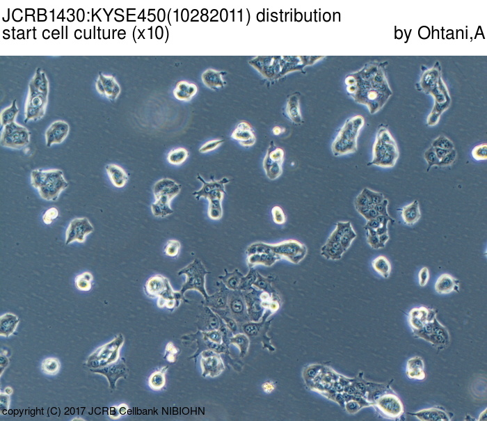 Kyse-450 人食管鳞癌细胞