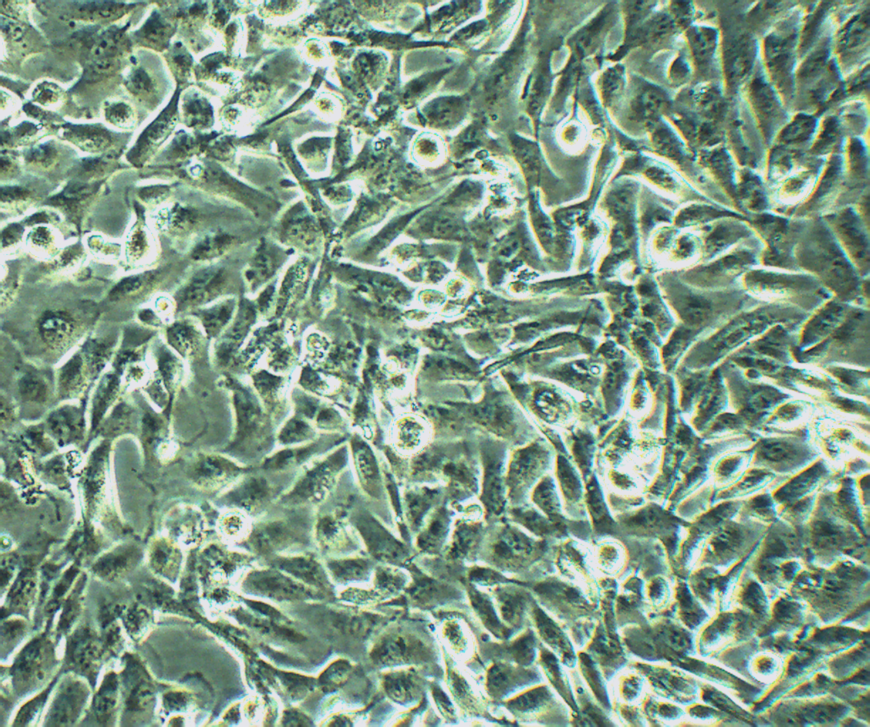 786-0 人肾透明细胞腺癌细胞