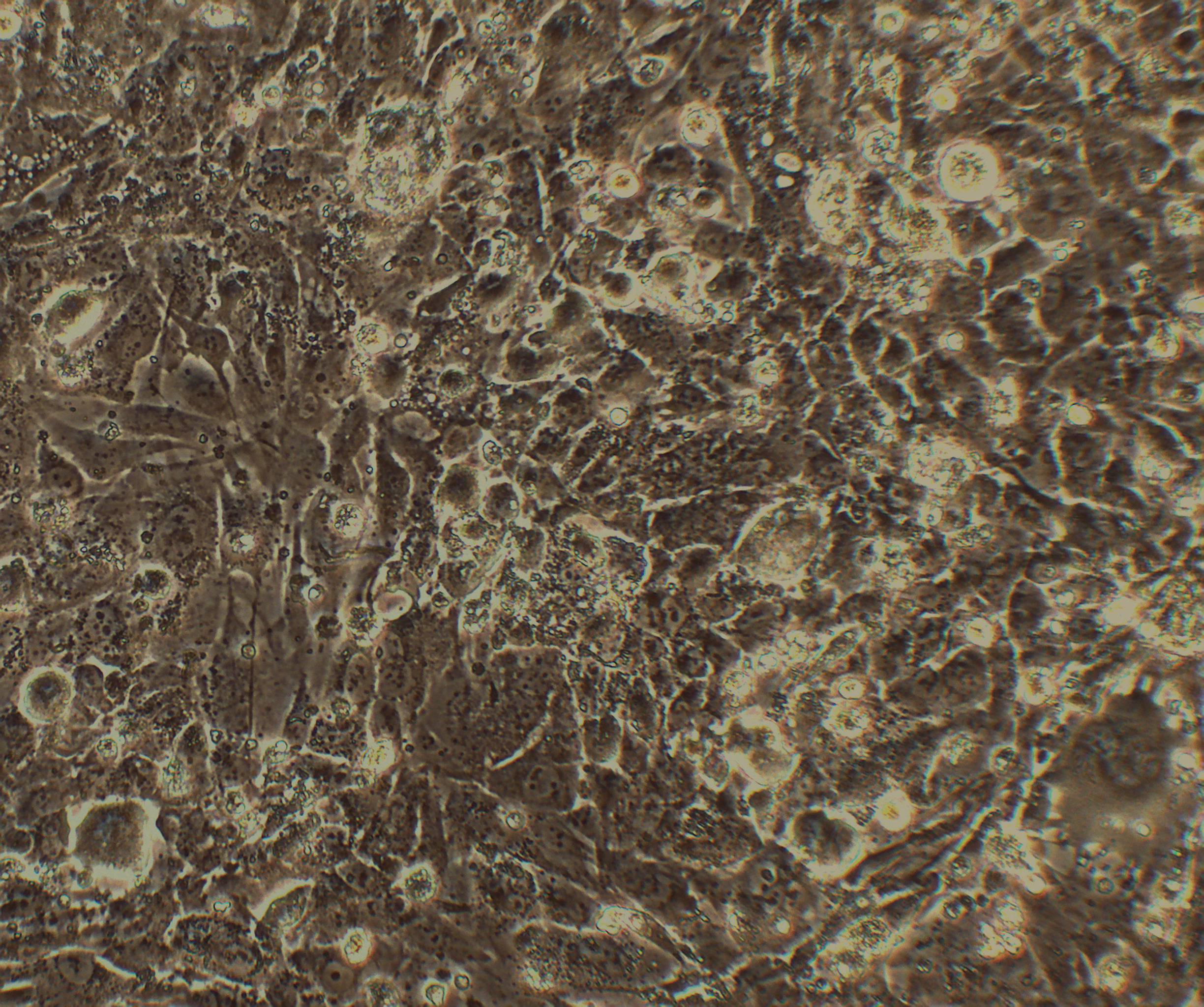 THLE-3 人肝永生化细胞