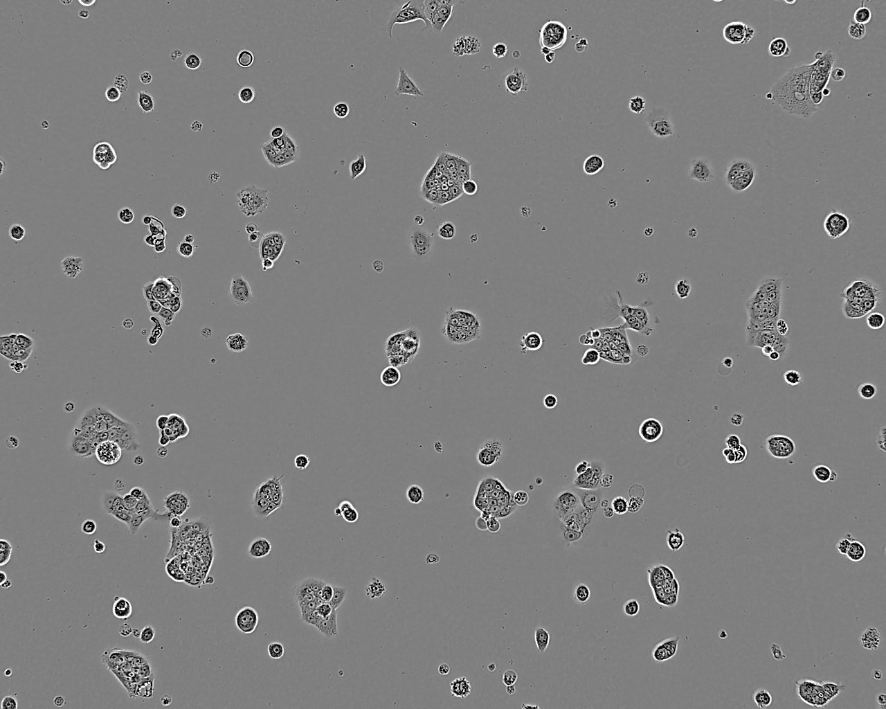 SW837 人直肠腺癌细胞