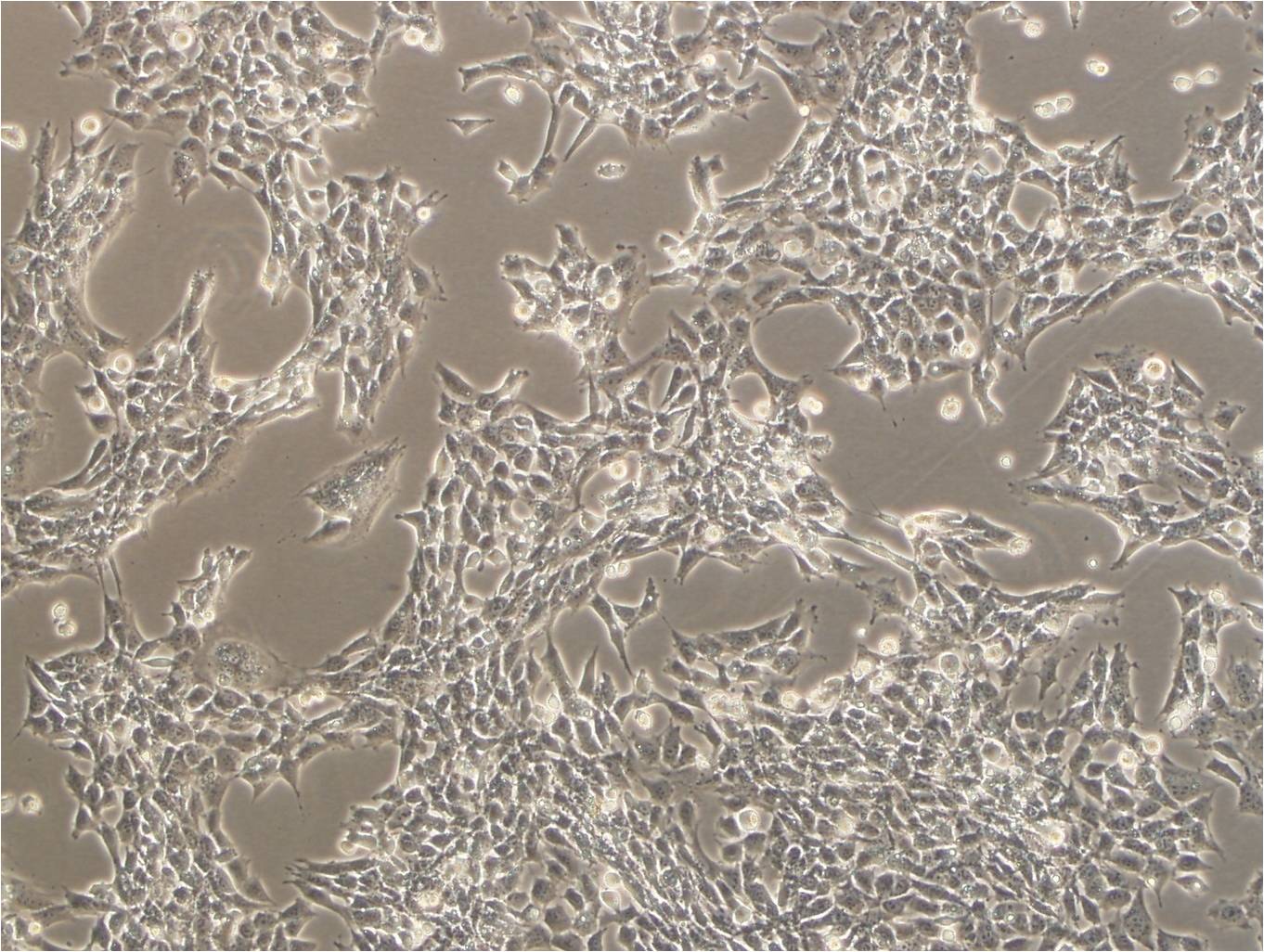 TM3 正常小鼠睾丸Leydig细胞