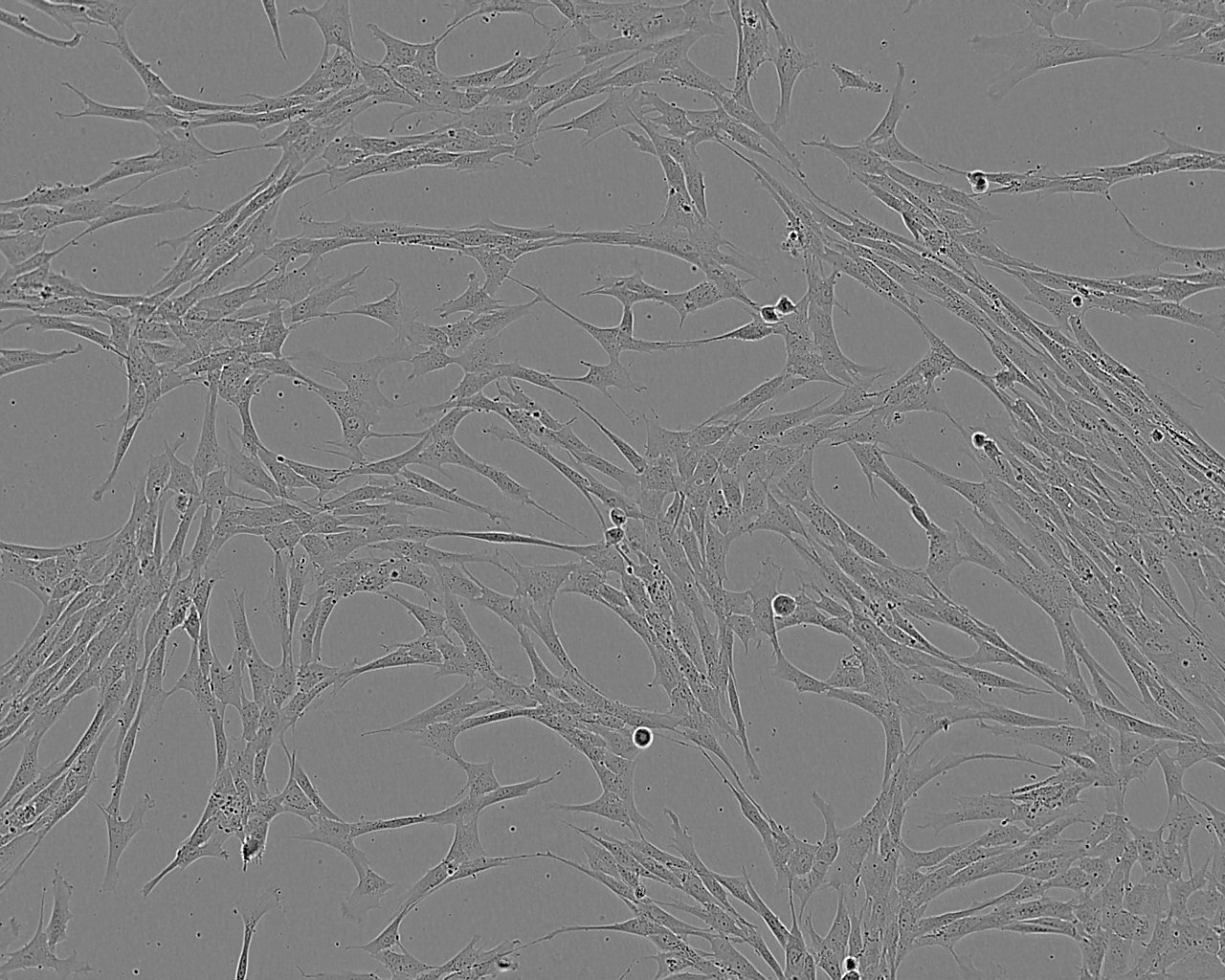 IMR-90 人胚肺成纤维细胞