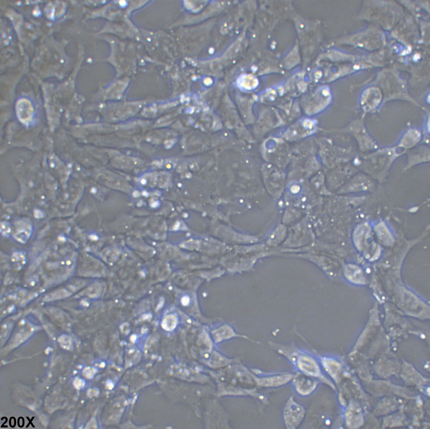 P19 小鼠畸胎瘤细胞