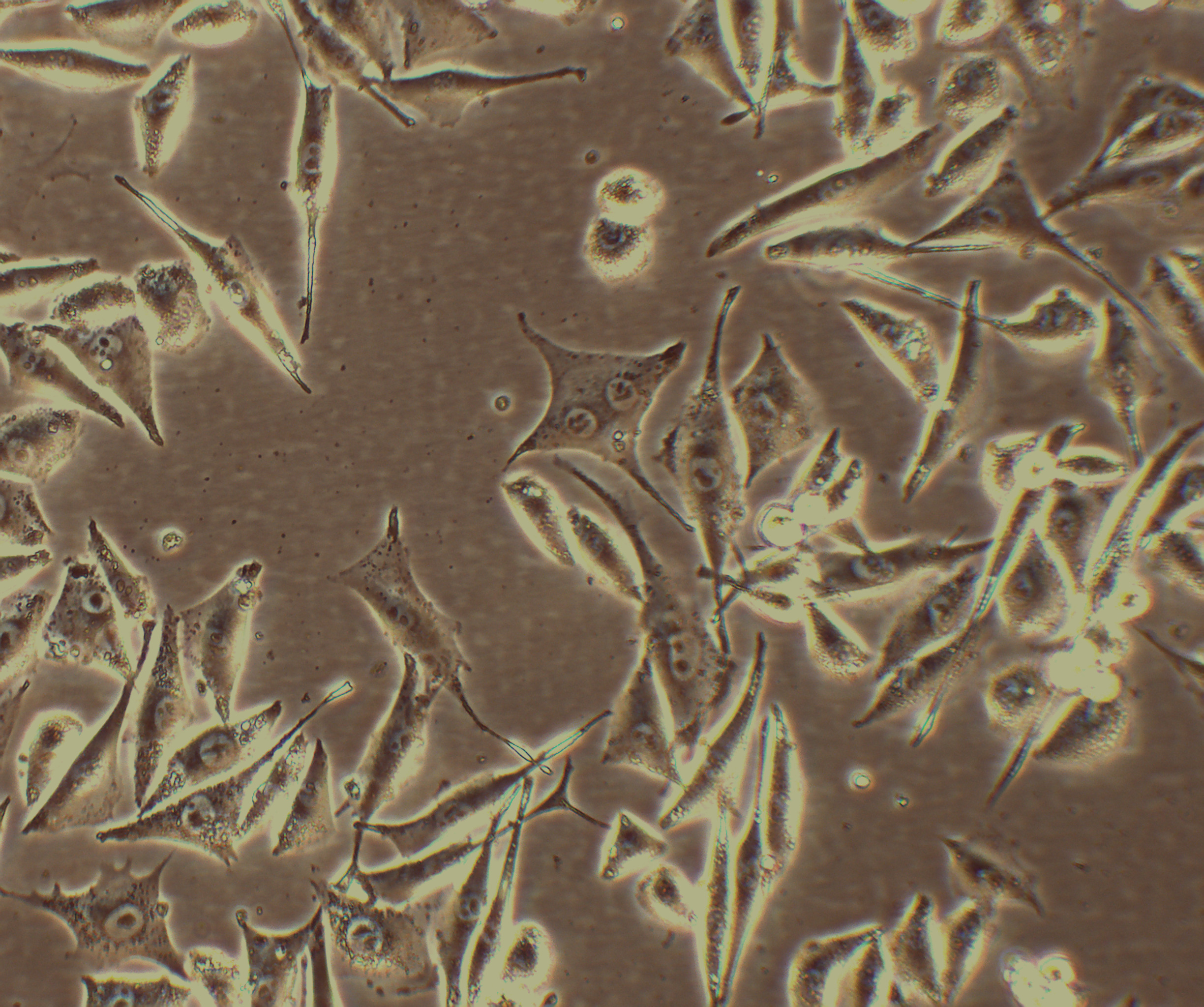SK-MEL-28 人皮肤黑色素瘤细胞