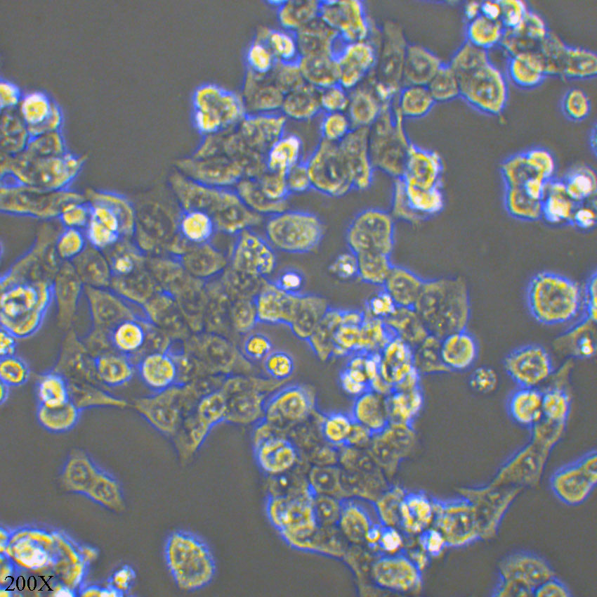 HCT-116 人结直肠腺癌细胞