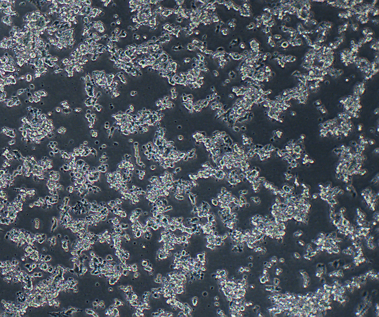 CATH.a 小鼠神经细胞