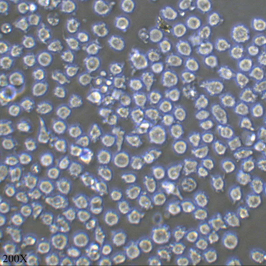 U937 人组织细胞淋巴瘤细胞