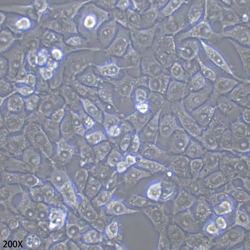 NCI-H292 人肺粘液上皮样癌细胞