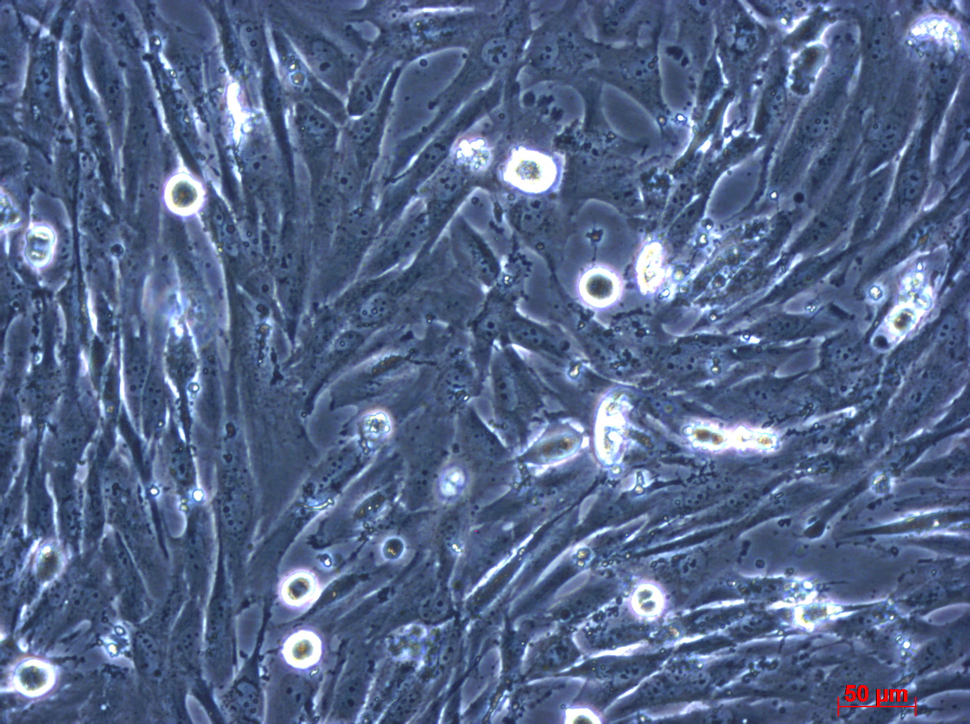HS683 人脑胶质瘤细胞