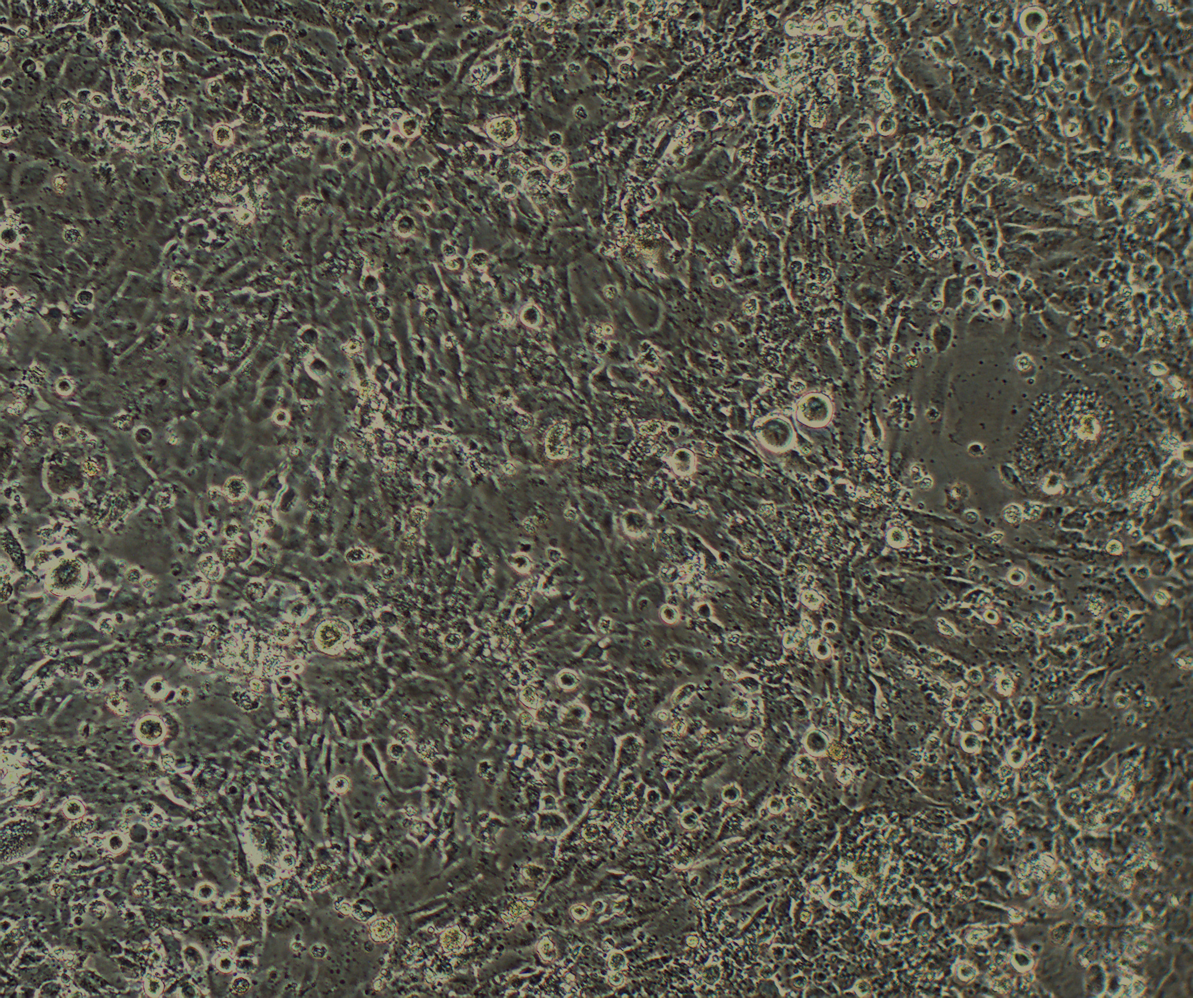 THLE-3 人肝永生化细胞