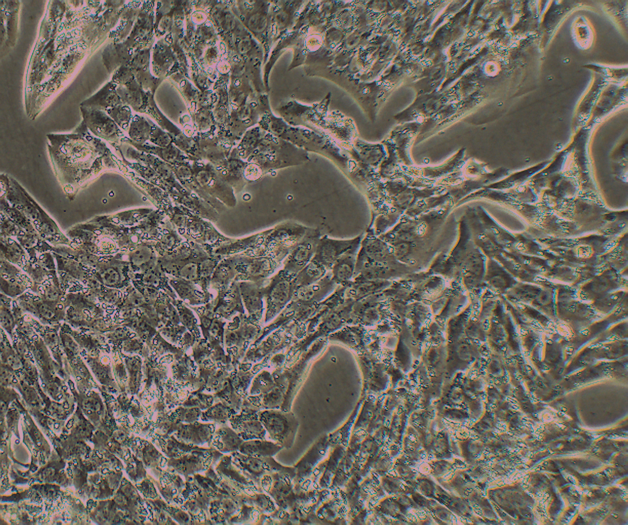 MLTC-1 小鼠睾丸间质细胞瘤细胞