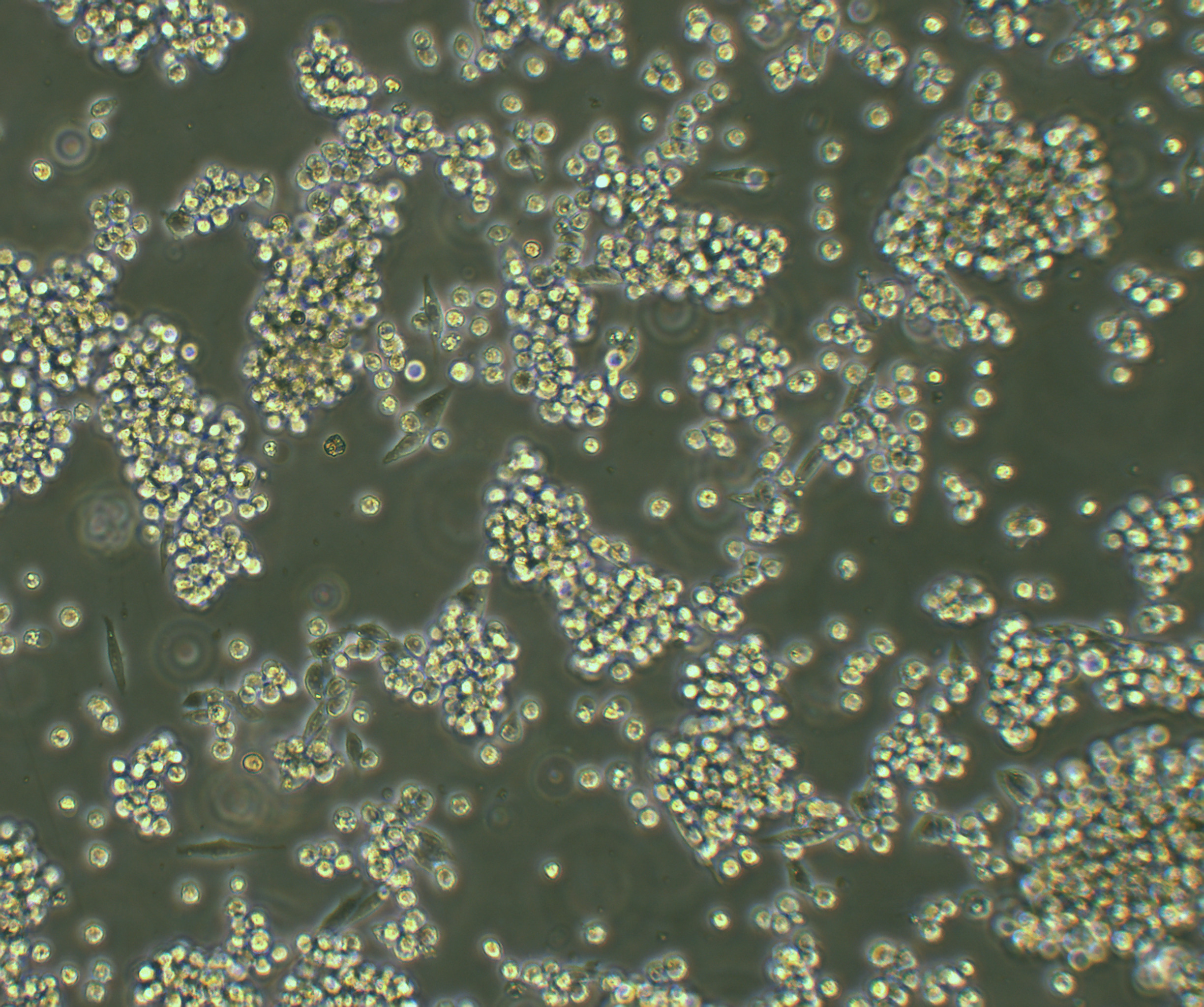 B95-8 EBV转化棉顶狨淋巴细胞