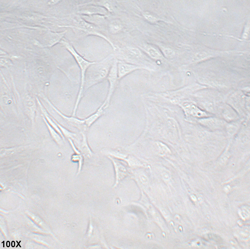 MC3T3-E1 Subclone 14 小鼠颅顶前骨细胞亚克隆14