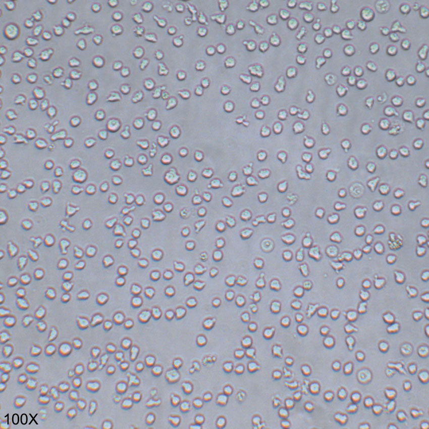 KG-1a 人髓系白血病细胞