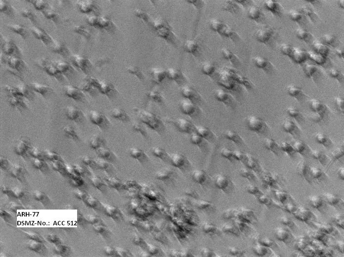 ARH-77 人外周血淋巴瘤白血病细胞