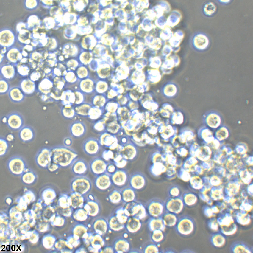 SF9 夜蛾卵巢细胞