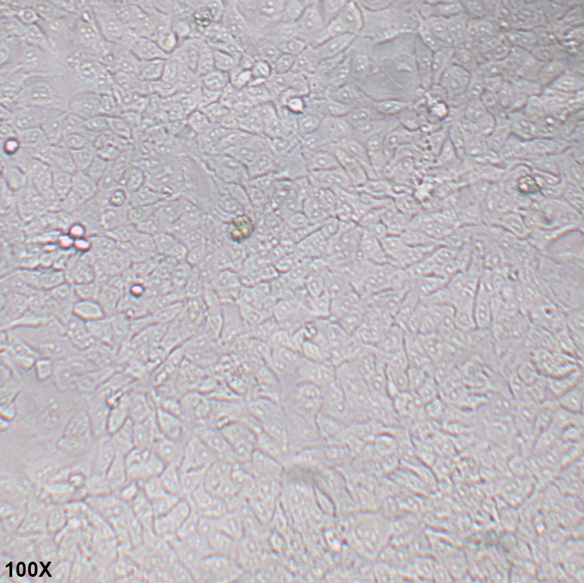DLD1 人结直肠腺癌上皮细胞
