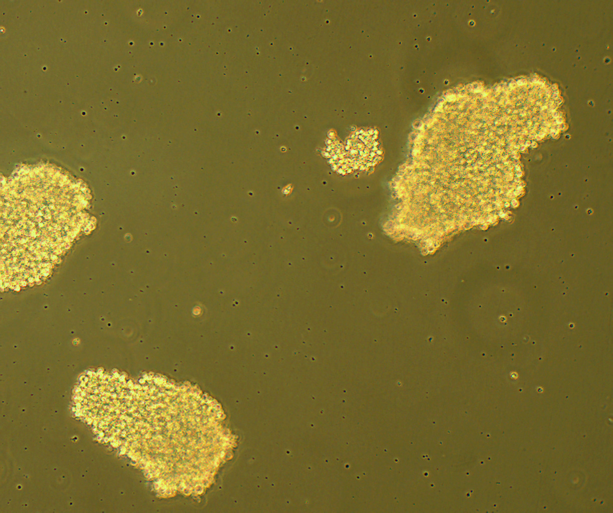 C8166 人T细胞性白血病细胞