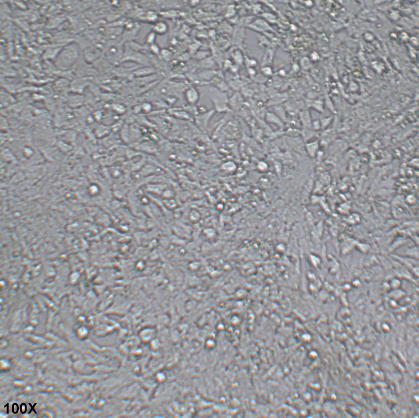 P19 小鼠畸胎瘤细胞