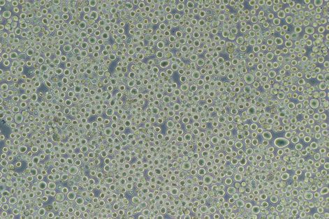 PK136 小鼠杂交瘤细胞