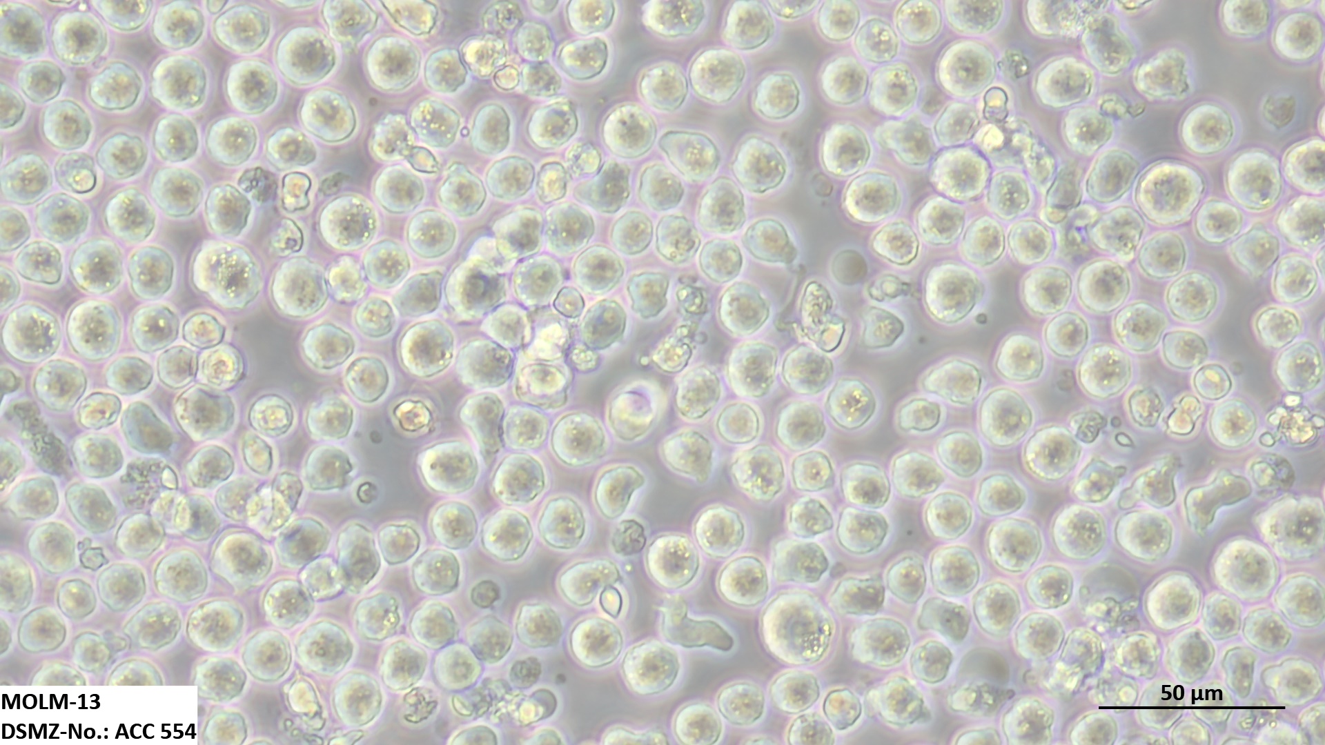 MOLM-13 人急性髓细胞白血病细胞