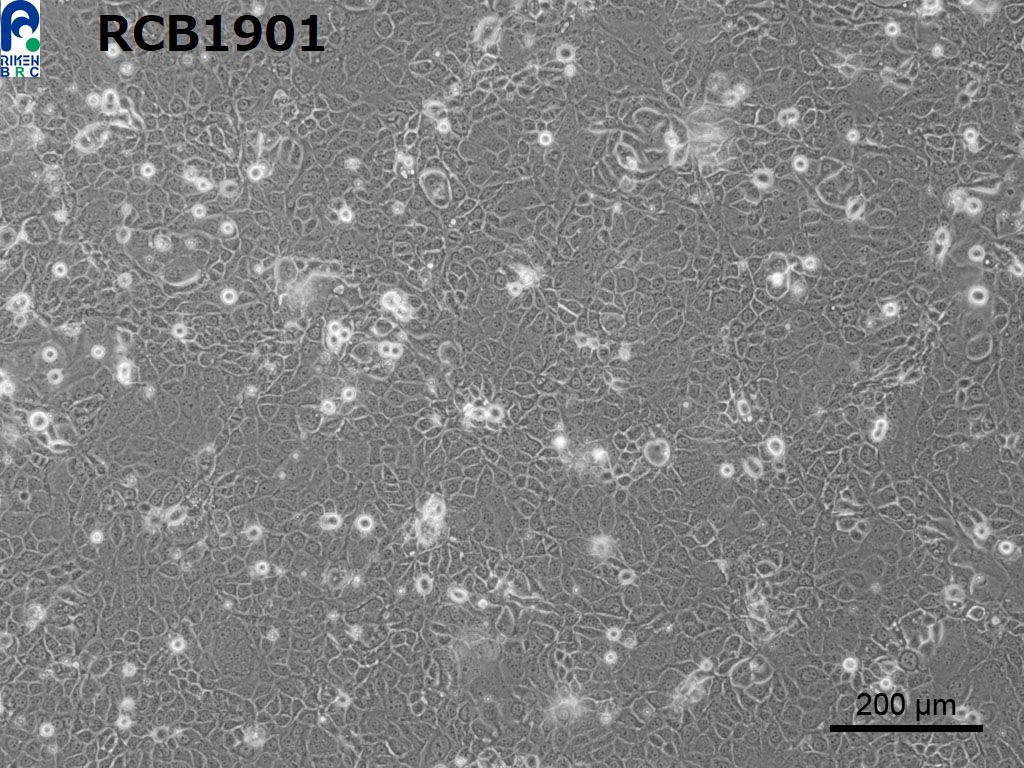 PK-59 人胰腺癌细胞