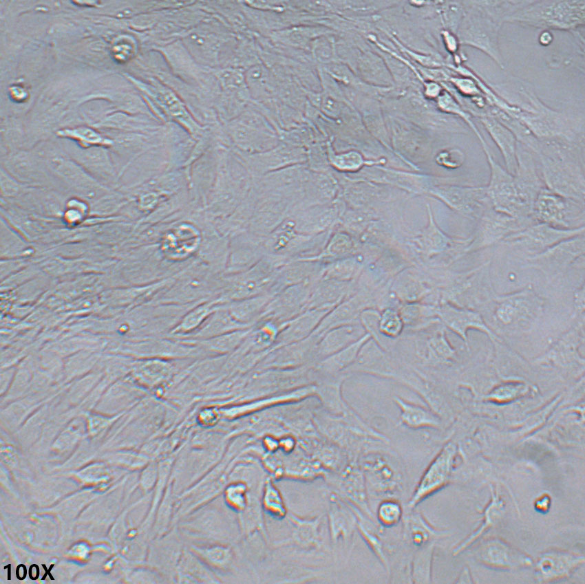 C2C12 小鼠成肌细胞