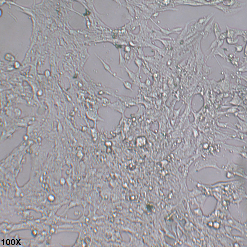 HL-1 小鼠心肌细胞