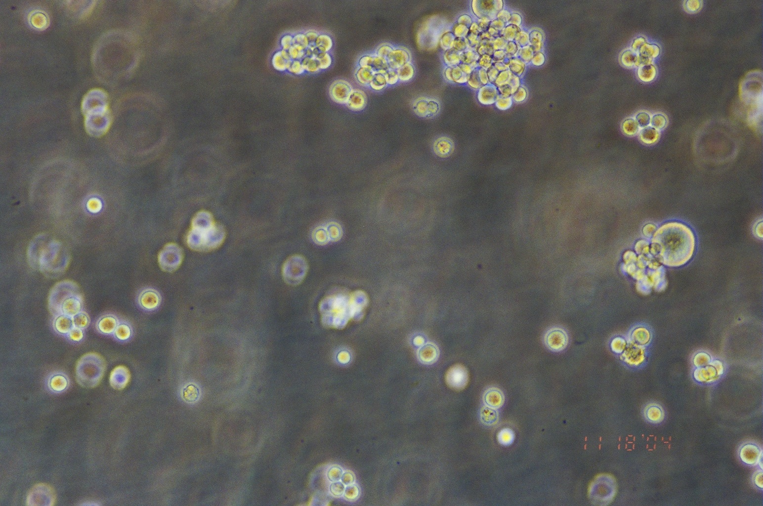 NCI-H716 人结直肠腺癌细胞