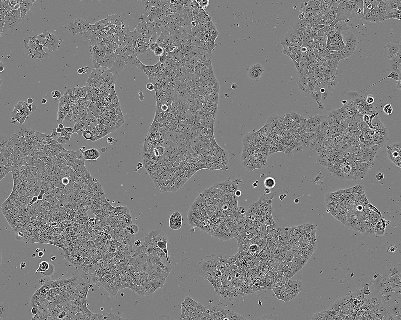 SW837 人直肠腺癌细胞