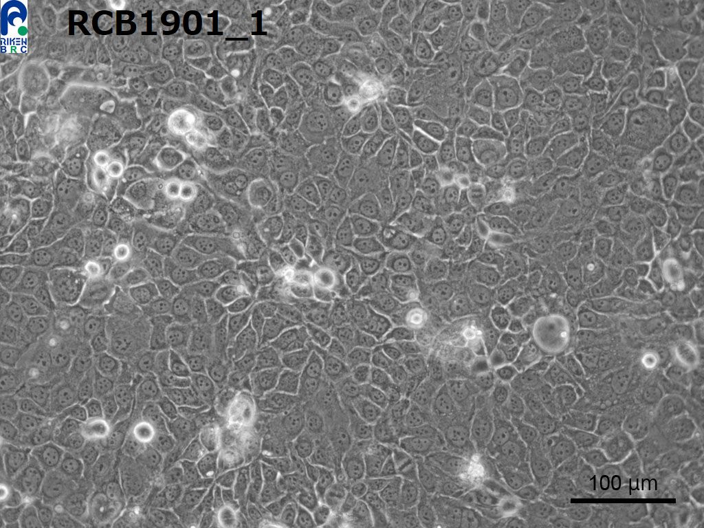 PK-59 人胰腺癌细胞
