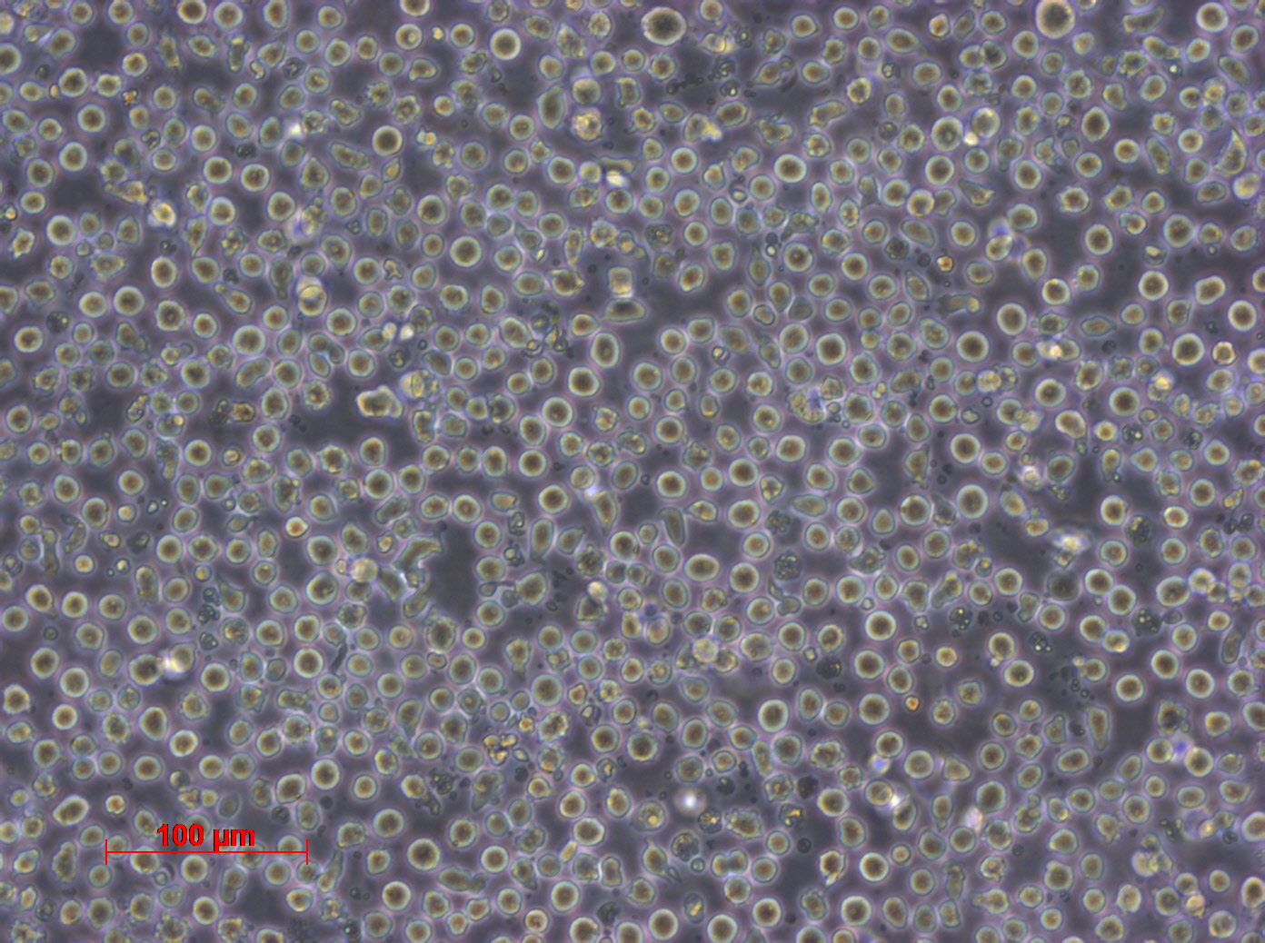 KU812 人外周血嗜碱性白血病细胞