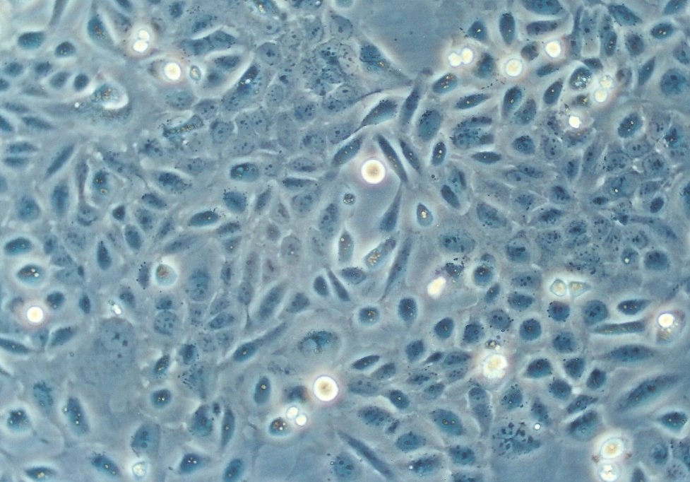 SV-HUC-1 人膀胱上皮永生化细胞