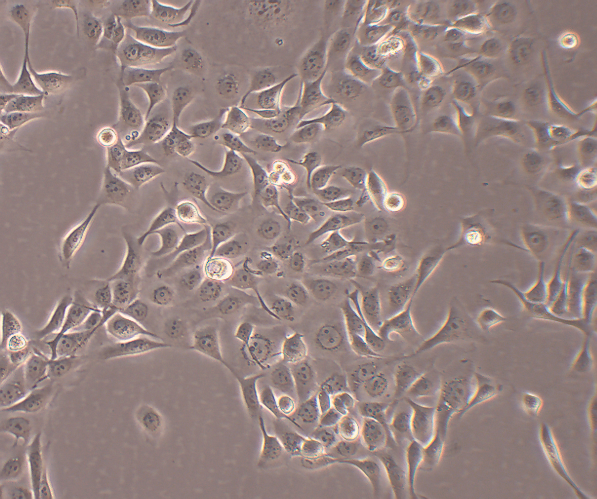 HCE-T 人角膜上皮细胞