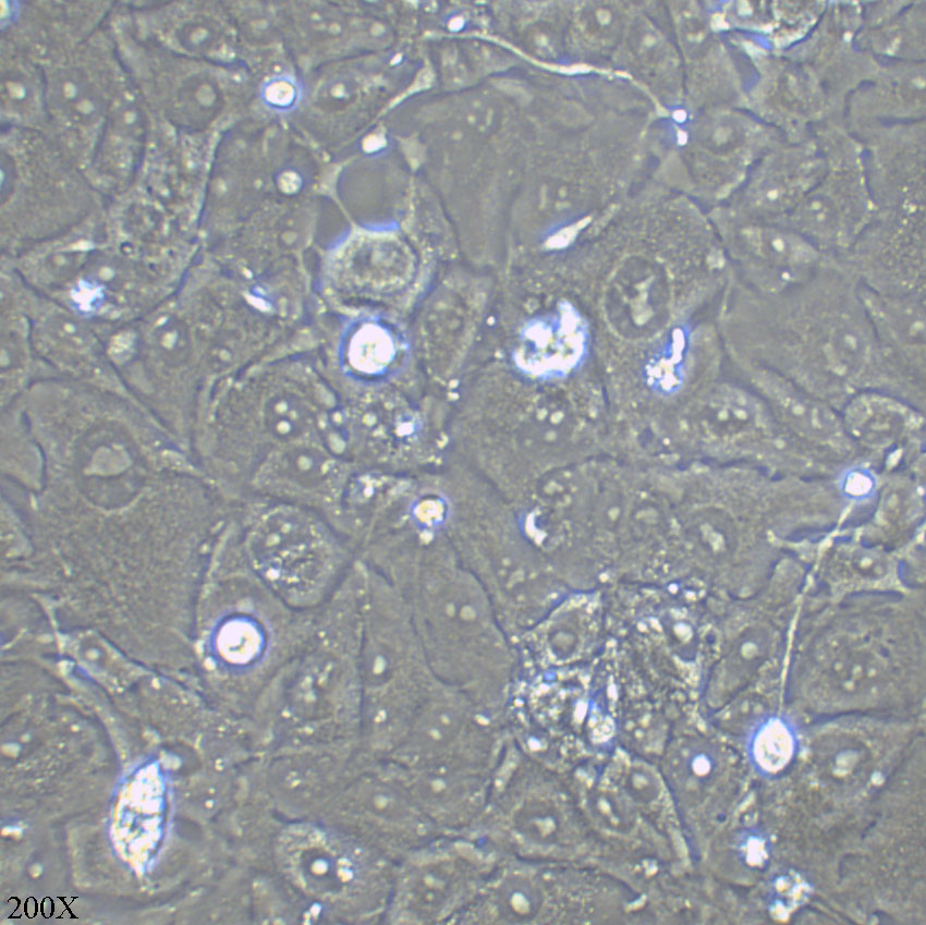 769-P 人肾癌细胞