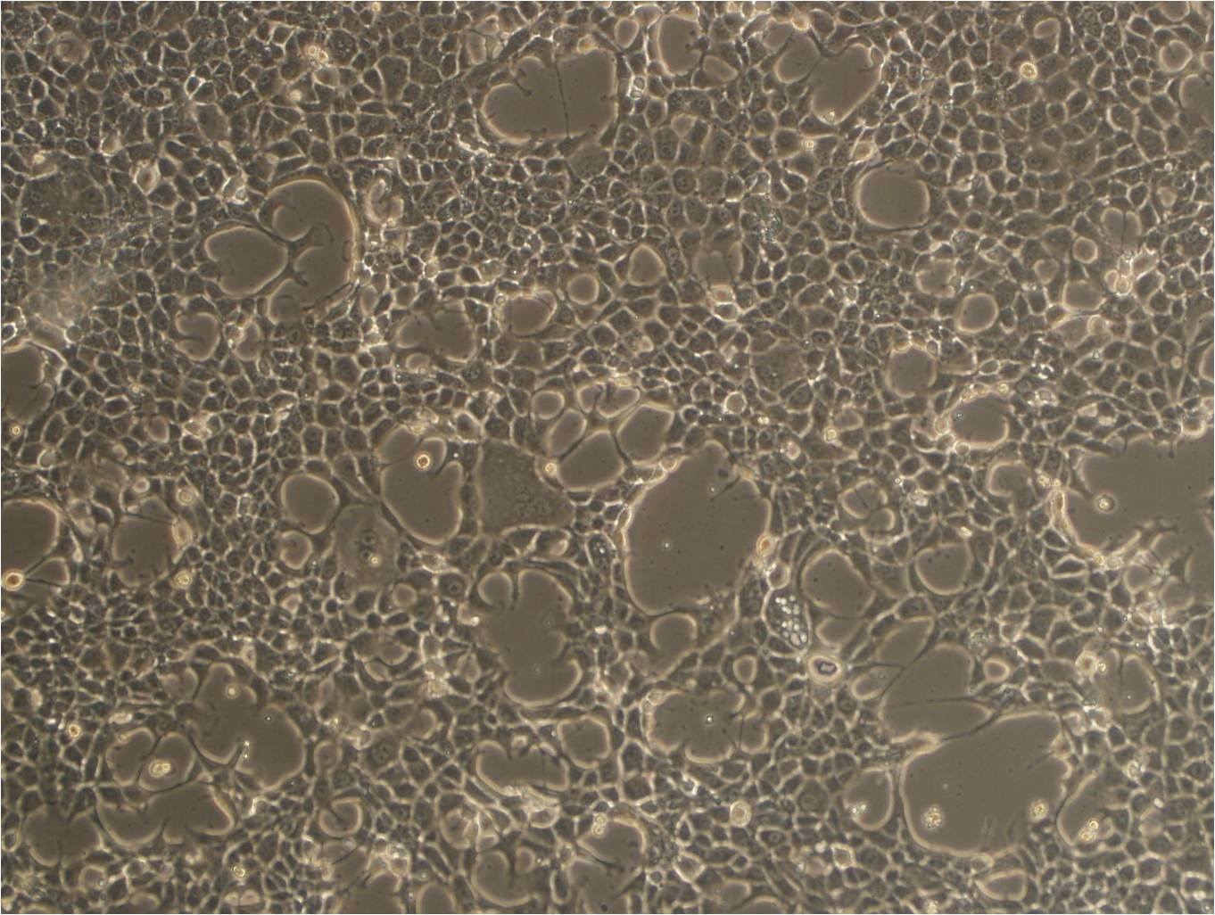 BNL CL.2 小鼠胚胎肝细胞