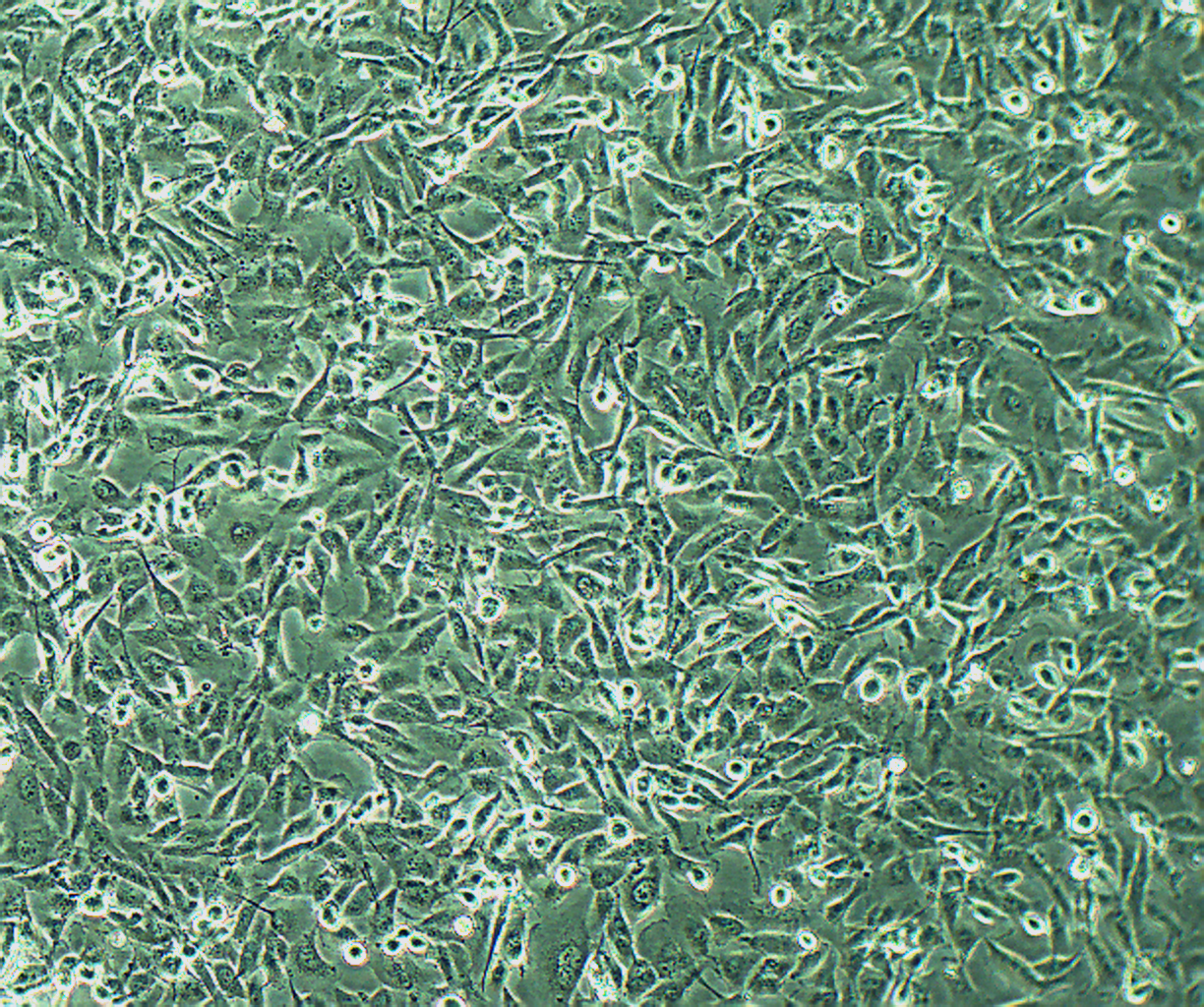 786-0 人肾透明细胞腺癌细胞