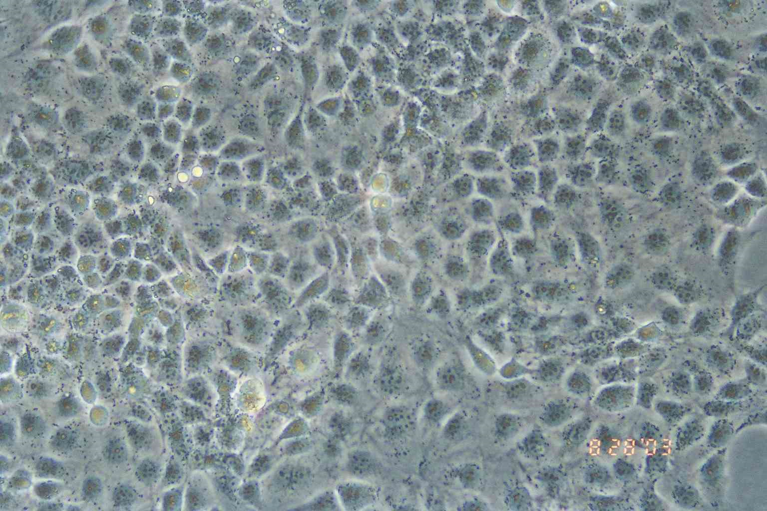 JAR 人胎盘绒毛癌细胞