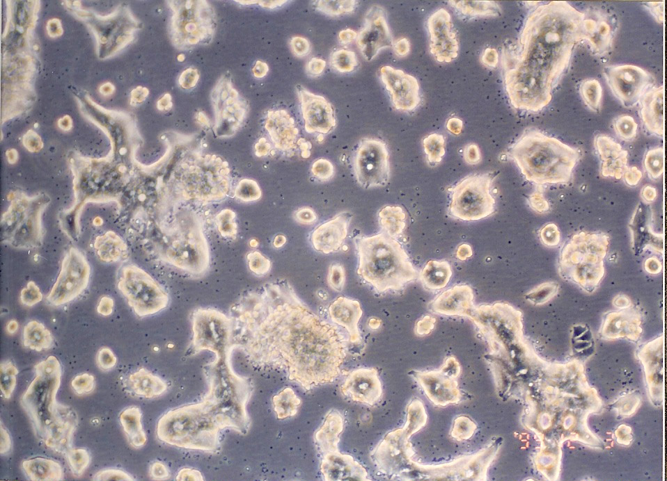 SW948 人结肠腺癌细胞