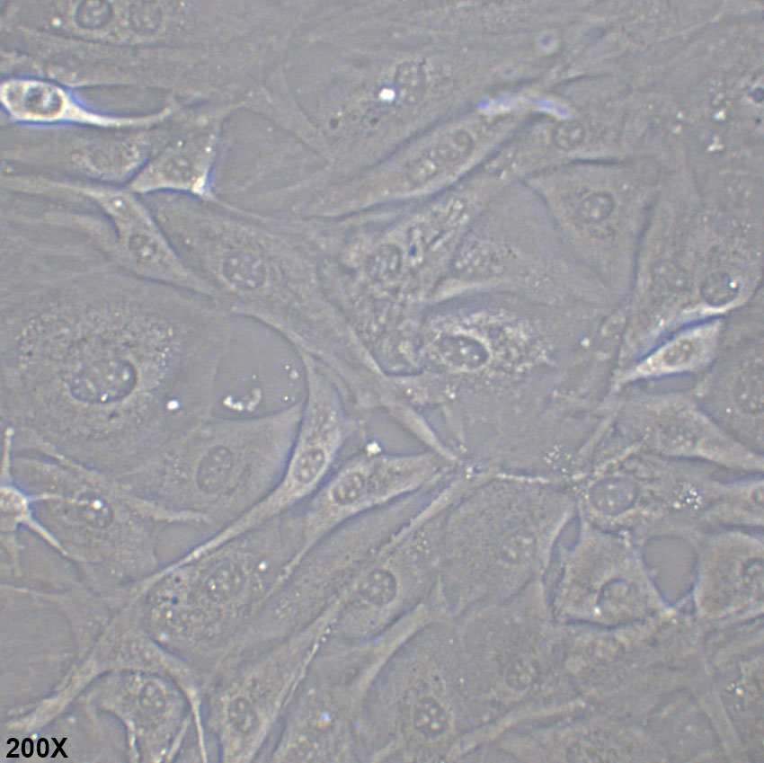 MC3T3-E1 Subclone 14 小鼠颅顶前骨细胞亚克隆14