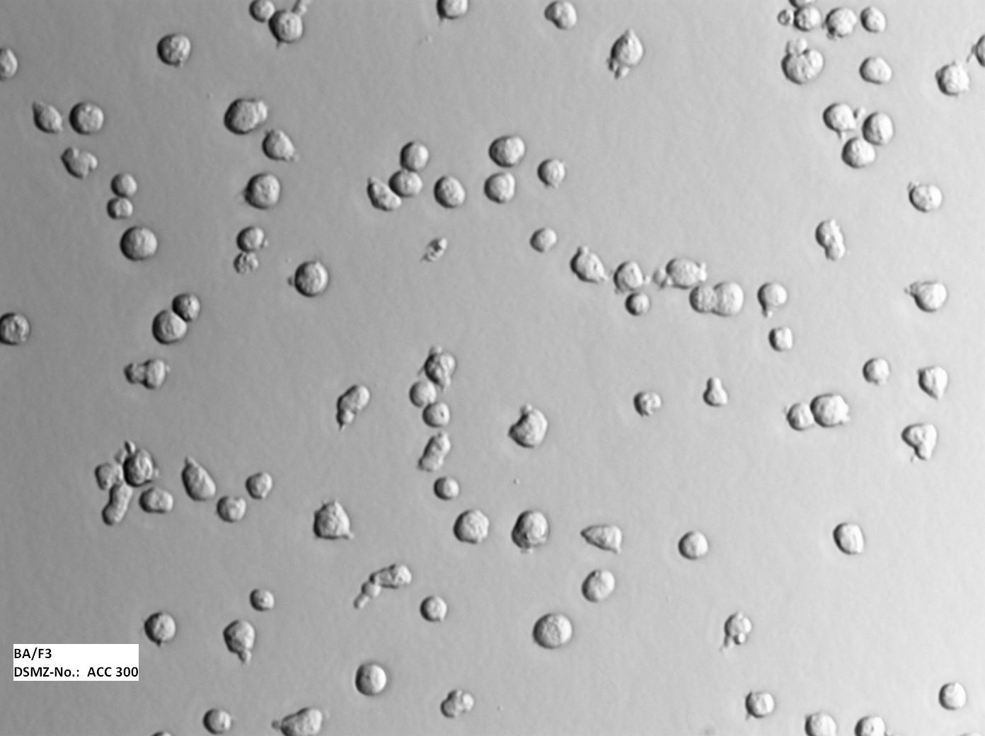 BA/F3 小鼠原B细胞