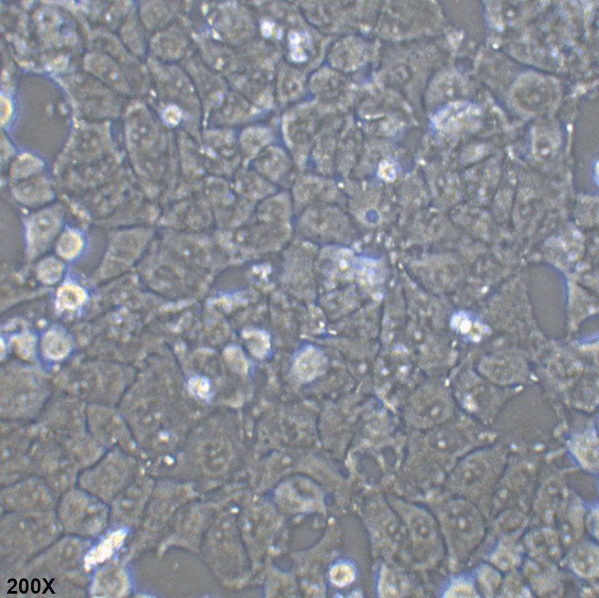 MHCC97-H 人高转移潜能肝癌细胞
