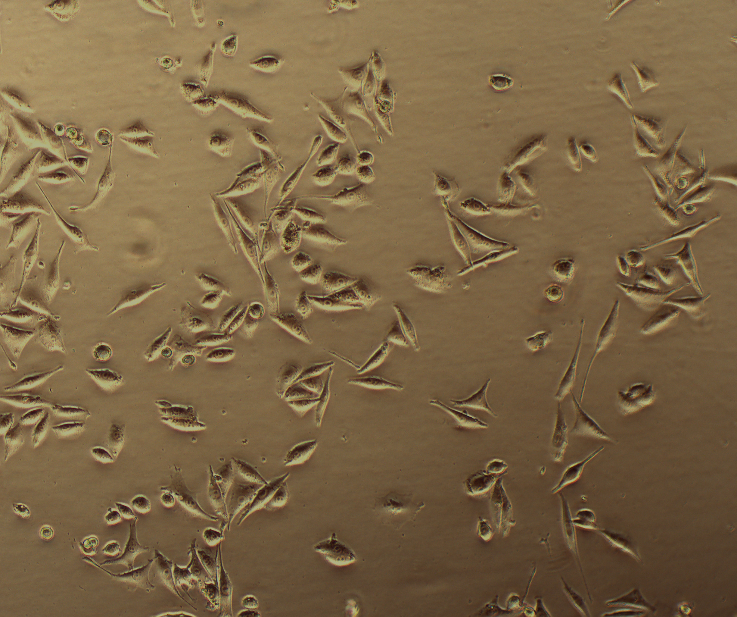 SK-MEL-28 人皮肤黑色素瘤细胞