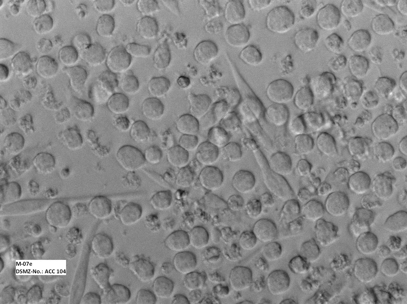 M-07e 人巨细胞白血病细胞