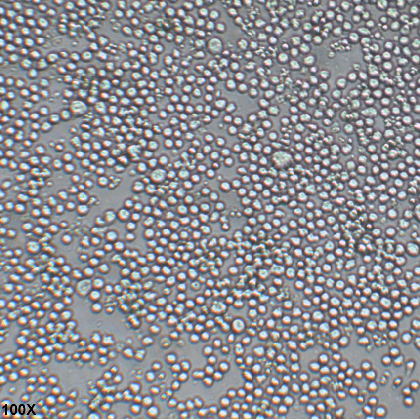 SP2/0-Ag14 小鼠骨髓瘤细胞